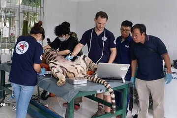7 cá thể hổ ở Phong Nha Kẻ Bàng được chuyển sang nơi ở mới