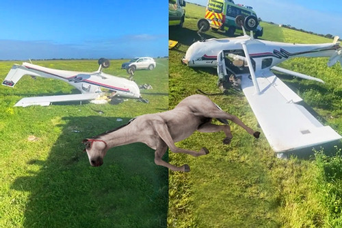 Máy bay đâm chết ngựa vì cất cánh bất thành