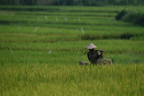 Người trẻ không thích làm nông nghiệp, Bộ trưởng Lê Minh Hoan nói 'đừng trách'