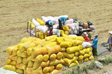 Giá gạo đạt kỷ lục, gạo Việt Nam sắp vượt 600 USD/tấn