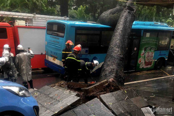 Bản tin chiều 5/8: Cây cổ thụ đè bẹp xe buýt trong mưa dông ở Hà Nội