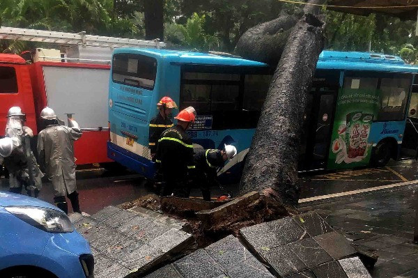 Cây cổ thụ đè bẹp xe buýt trong mưa dông ở Hà Nội