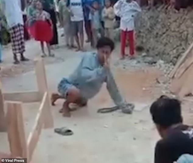 Indonesia: Hôn rắn hổ mang chúa trước đám đông, chàng trai bị cắn tử vong - 1