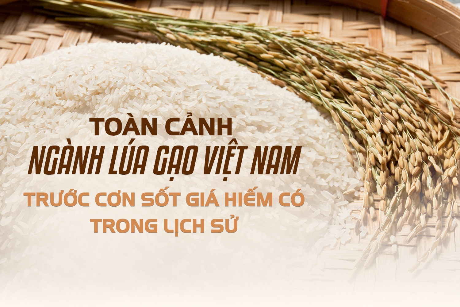 Toàn cảnh ngành lúa gạo Việt Nam trước cơn sốt giá hiếm có trong lịch sử