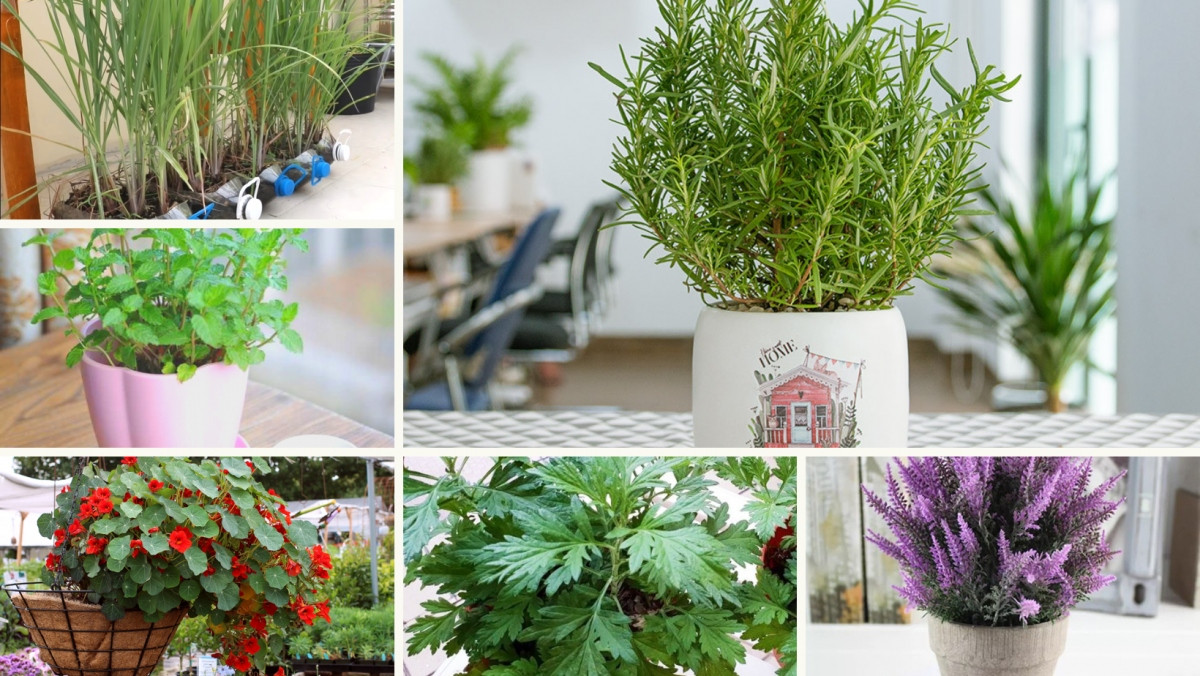 trong cay gi de duoi muoi hinh anh 1