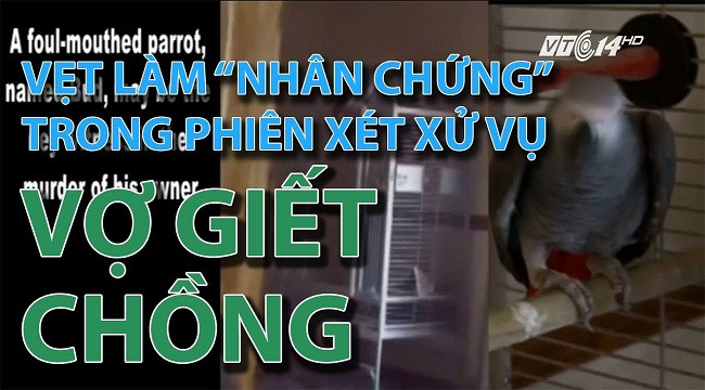 Vẹt làm “nhân chứng” trong phiên xét xử vụ vợ giết chồng