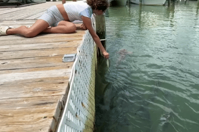 Khoảnh khắc bé gái bị ngậm cả cẳng tay khi cho cá ăn