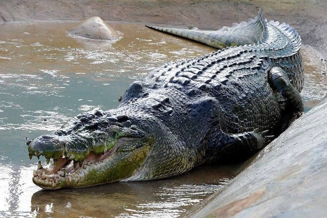Phao tin 12 cá sấu lớn sổng chuồng, người đàn ông bị phạt 7,5 triệu đồng