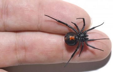 Bé trai nhập viện vì cố tình cho nhện độc cắn để trở thành ‘siêu nhân’