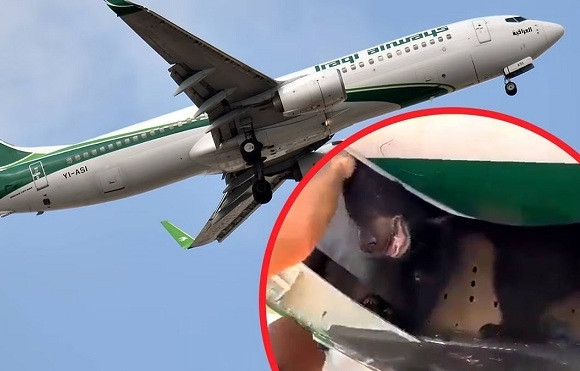 Máy bay hoãn cất cánh vì gấu xổng chuồng trong khoang chứa hàng hóa