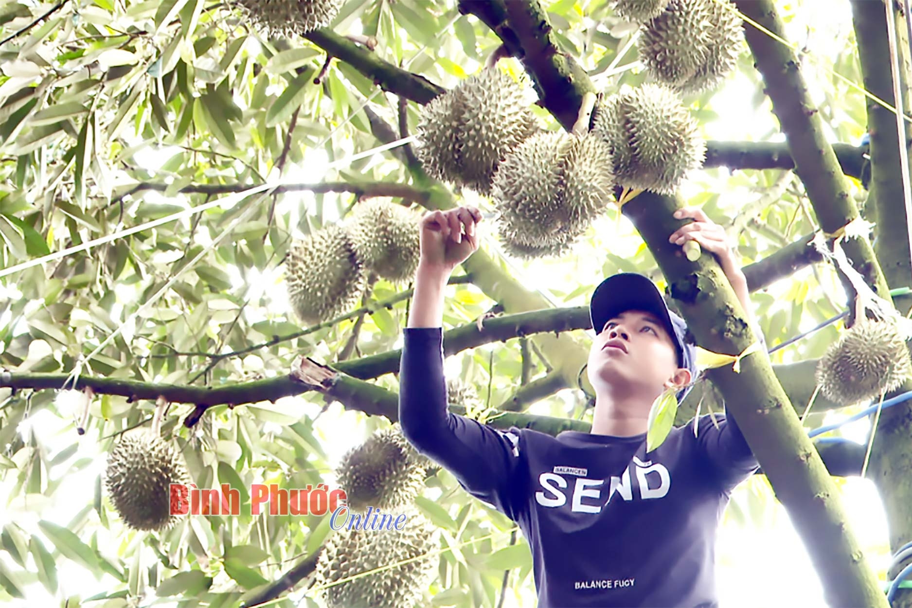 Tăng cường quản lý mã số vùng trồng, đẩy mạnh xuất khẩu nông sản ở Bình Phước