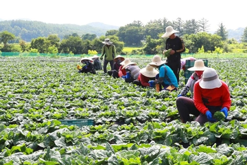 Trả công 3,6 triệu đồng/ngày, nông trại Hàn Quốc vẫn thiếu người làm