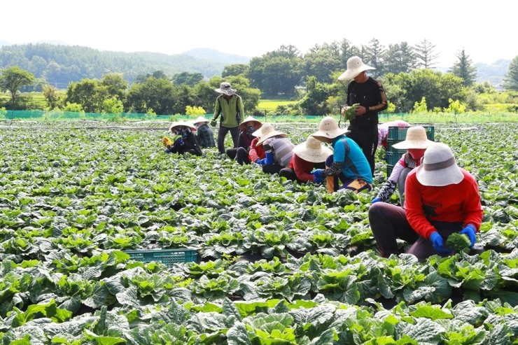 Trả công 3,6 triệu đồng/ngày, nông trại Hàn Quốc vẫn thiếu người làm - 1