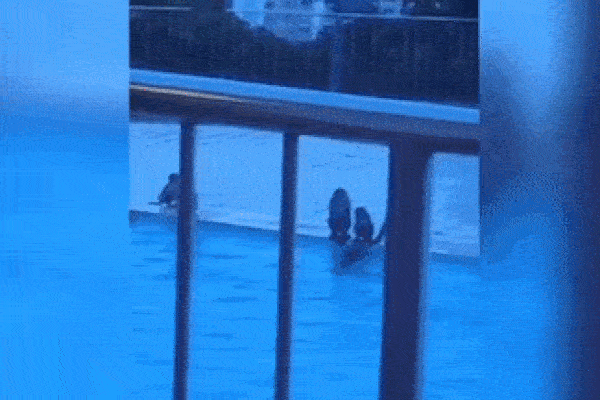 Xem đàn khỉ 'xâm chiếm' bể bơi ở Hong Kong