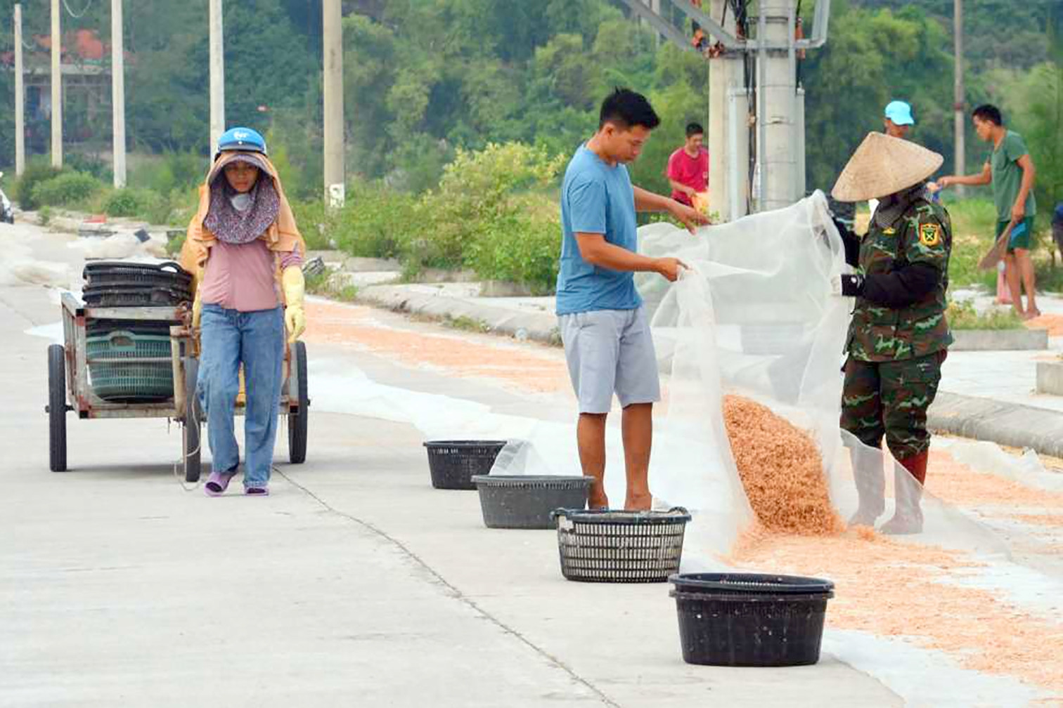 Mùa xúc 'lộc biển' ở đảo Ngọc Vừng, kiếm tiền triệu mỗi ngày