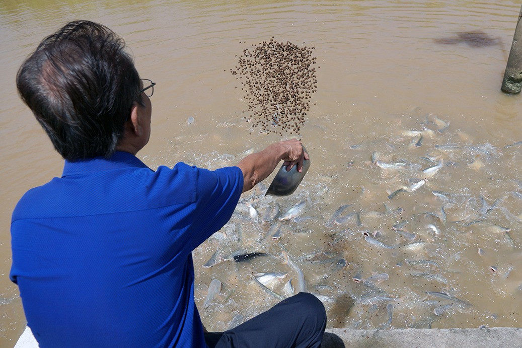 Người đàn ông miền Tây ‘dụ' nghìn con cá sông về nuôi như thú cưng
