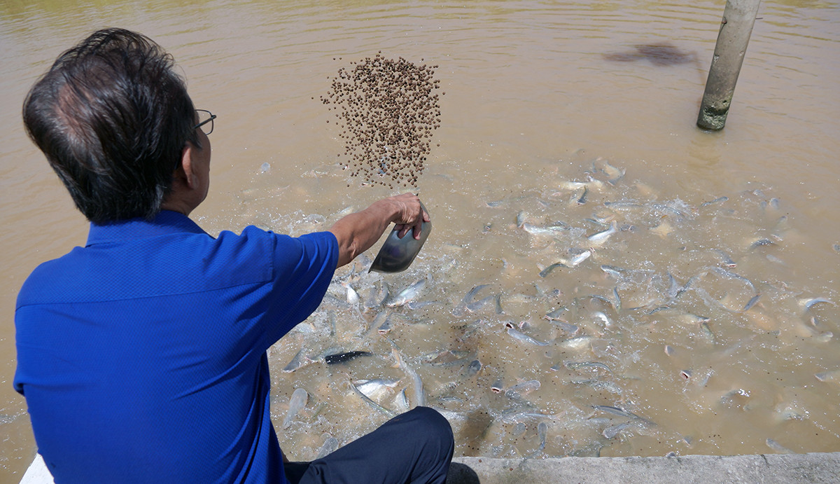 Người đàn ông miền Tây ‘dụ' nghìn con cá sông về nuôi như thú cưng (+video) Nuoi-ca-0-1356