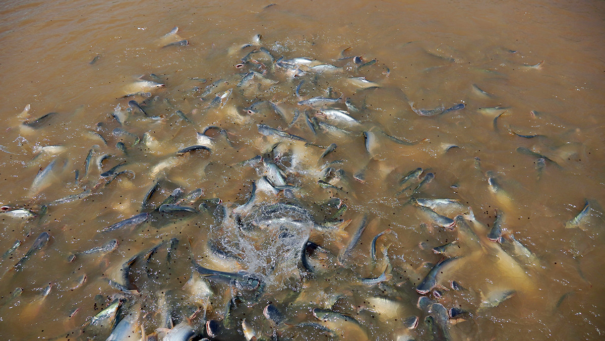 Người đàn ông miền Tây ‘dụ' nghìn con cá sông về nuôi như thú cưng (+video) Nuoi-ca-1357