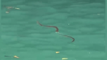 Du khách la hét, hoảng loạn bỏ chạy khi rắn xuất hiện trong hồ bơi