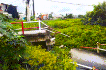 Cầu dân sinh ở TP.HCM đổ sập do cây xanh va trúng
