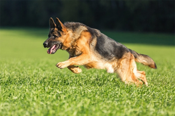 Đứt lìa bàn chân vì chó nhà cắn