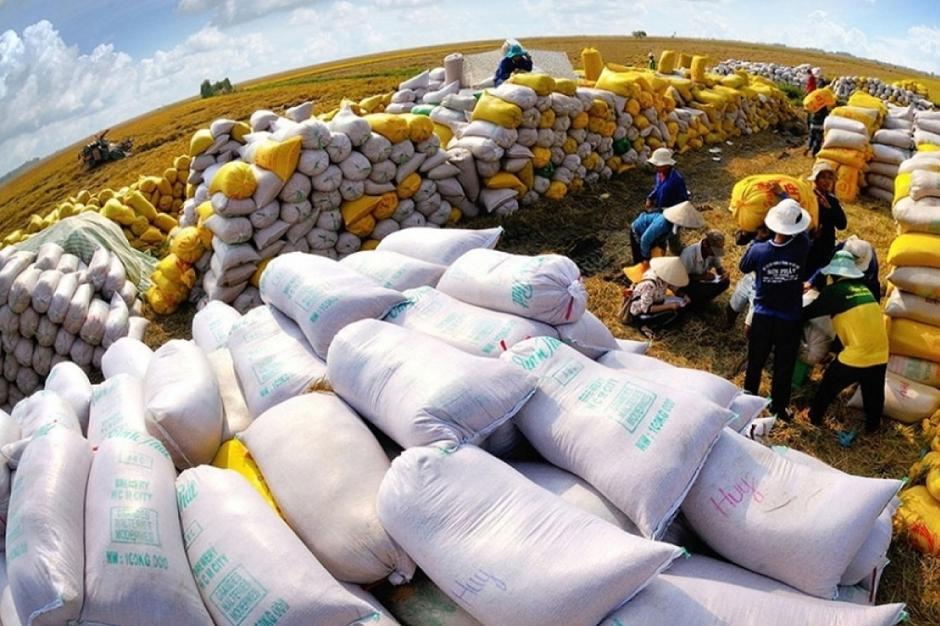 Vietnamese rice export volume hits record high over eight months