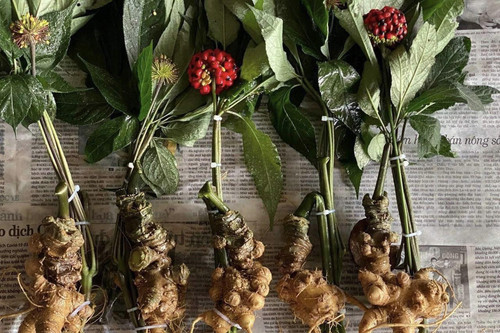 Chinese ginseng is being sold as Vietnam’s Ngoc Linh ginseng