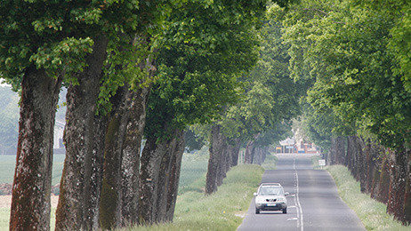 Hơn 10.000 người Pháp ký đơn yêu cầu không chặt cây