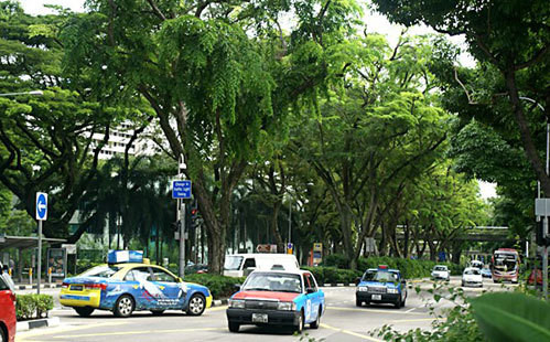 Singapore: Chặt 3 cây bị phạt 6.000 USD