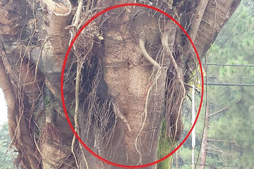 Đề xuất di dời cây si bị tung tin có hình giống mặt người ra khỏi chợ ở Gia Lai