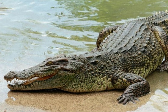 Hơn 70 con cá sấu sổng chuồng sau mưa lũ ở Trung Quốc, cư dân được khuyên ở nhà