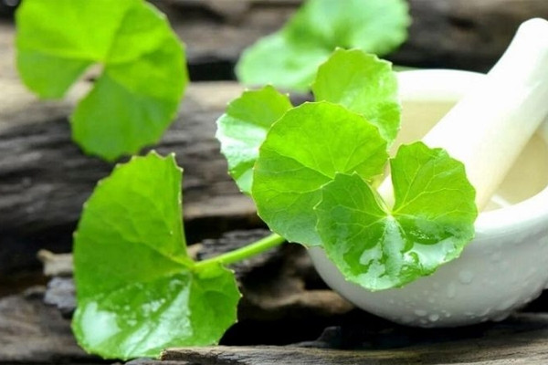 ベトナムに自生する野菜は「若返りの泉」と称賛される
