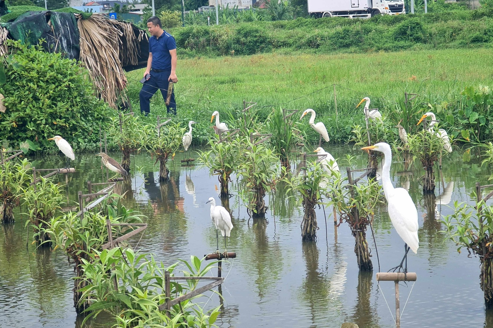 Bẫy chim, cò trắng xóa trên khắp cánh đồng ở Thanh Hóa