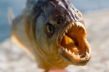 Cá răng nhọn tìm thức ăn, tấn công hàng loạt du khách trên bãi biển