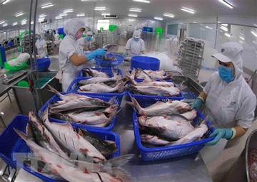 US’s anti-dumping duty review on Vietnam’s tra fish shows positive results