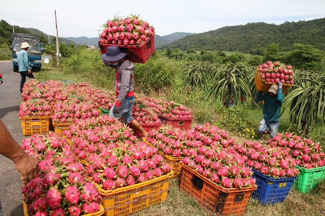 Bản tin kinh tế 14/9: Nông sản đi Trung Quốc tơi tới; Quỹ xăng dầu còn ngàn tỷ