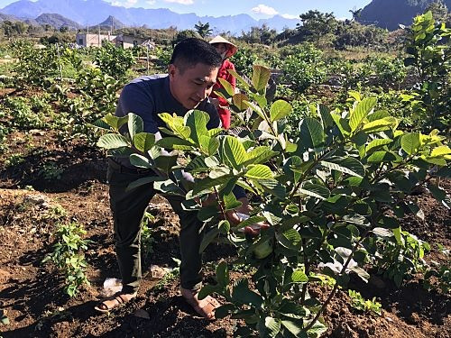 Kinh tế tập thể ở Lai Châu: Những bước phát triển, mới cả về lượng và chất
