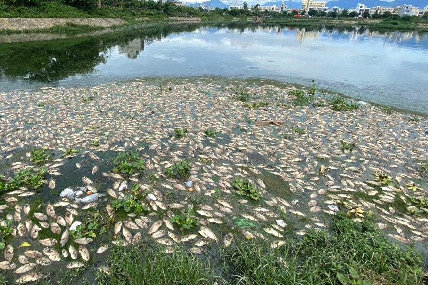 Vớt xong gần 7 tấn, cá chết lại tiếp tục nổi trắng hồ ở Đà Nẵng