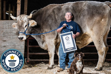 Gặp chú bò khổng lồ, giành kỷ lục bò cao nhất thế giới của Tổ chức Guinness