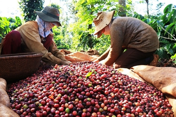 Cà phê Việt Nam 'cháy hàng' xuất khẩu dù giá lên cao kỷ lục