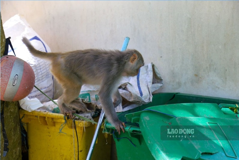 Expert calls Son Tra monkey feeding needs to be resolved