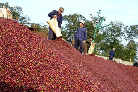 Vietnam lacks coffee for export amid rising prices