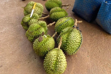 Khởi tố đối tượng trộm 9 quả sầu riêng ở Đắk Lắk