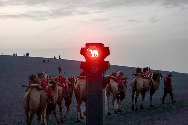 Lắp đèn giao thông cho lạc đà, tỉnh thành Trung Quốc hút thêm khách du lịch