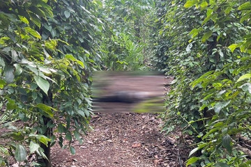 Người phụ nữ tử vong bất thường trong vườn tiêu