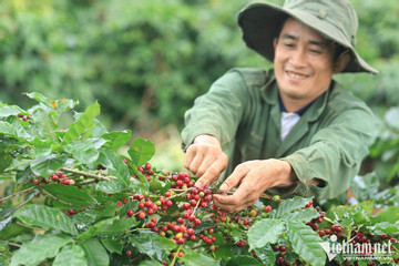 Vietnam’s coffee sells well despite record-high prices