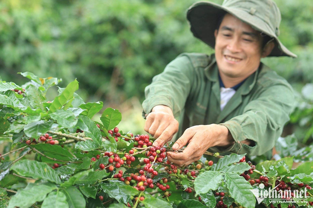 Vietnam’s coffee sells well despite record-high prices