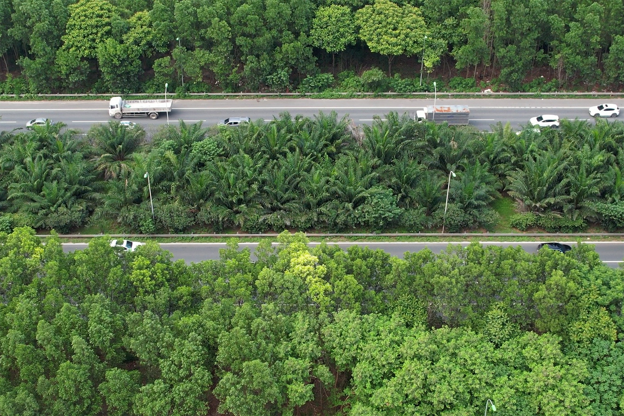 Đại lộ dài nhất Việt Nam xanh mát với rừng cây dọc tuyến - 2