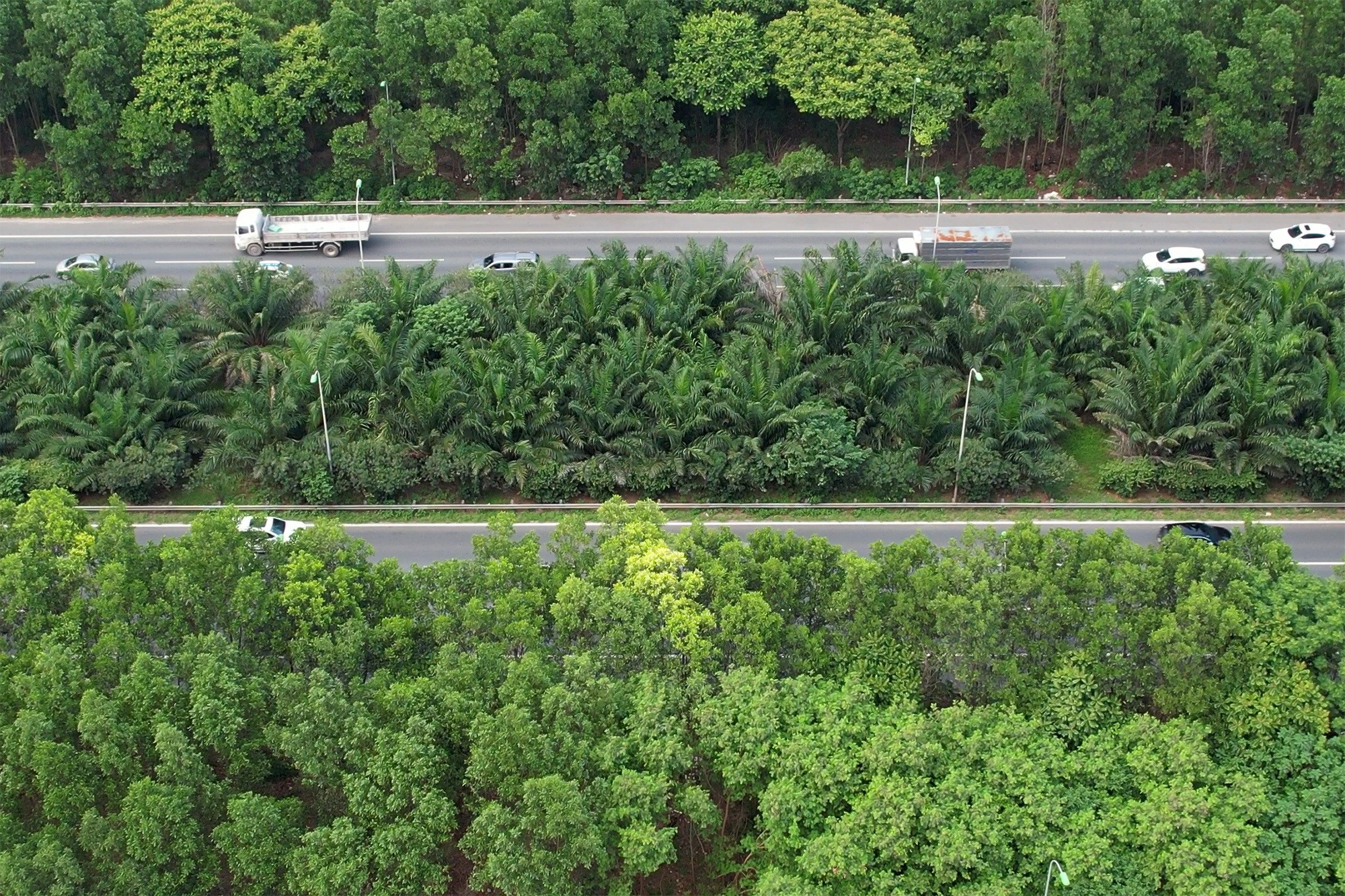 Đại lộ dài nhất Việt Nam xanh mát với rừng cây dọc tuyến - 2