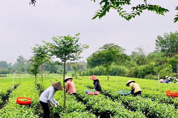 29 vùng chè Thái Nguyên được gắn mã vùng trồng